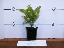 aucuba japonica for sale  Manchester