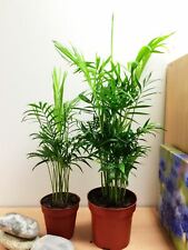 Upright palm chamaedorea for sale  BIRMINGHAM
