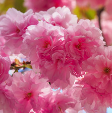 Ornamental flowering cherry for sale  OLDHAM