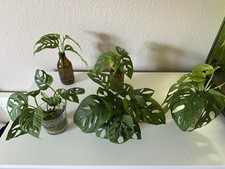 Monstera adansonii monkey gebraucht kaufen  Achern