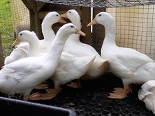 mallard duck hatching eggs for sale mallard duck hatching eggs for sale AXBRIDGE