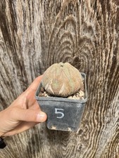Euphorbia obesa old usato  Mazara del Vallo