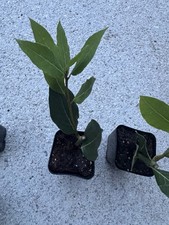 Bay leaf tree for sale  Snellville