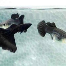Pair black moscow for sale  San Jose