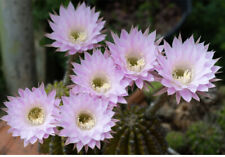 Echinoposis oxygona plant for sale  Sacramento