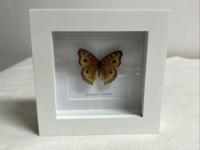 W022 schmetterling bilderrahme gebraucht kaufen  Bad Wimpfen