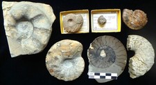 Ammonit konvolut ceratit gebraucht kaufen  Braunschweig