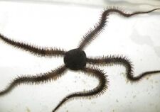 New invertebrato detritivoro usato  Italia