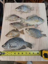 Bluegill rockbasstaxidermy fis for sale  Keewatin