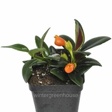 Nematanthus shady lady for sale  Winter