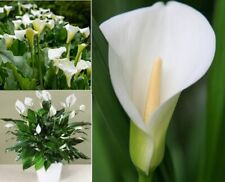 Calla lily seeds for sale  BROCKENHURST