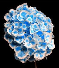 25piece hydrangea seeds for sale  Goldsboro