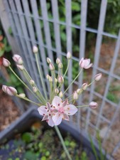 Butomus umbellatum pianta usato  Calcinaia