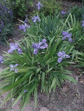 Light purple japanese for sale  Poteau