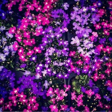 Lobelia cascade mix for sale  HALSTEAD