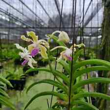 Rare vanda tessellata for sale  HALSTEAD