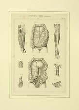 Anatomia umana tav. usato  Lucca