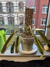 Orchidea ludemaniana concolor usato  Uggiate Trevano