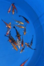 Mixed koi high for sale  Estill
