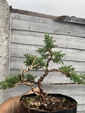 Juniper starter bonsai for sale  SOUTHAMPTON