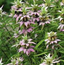 Bee balm spotted for sale  Sevierville