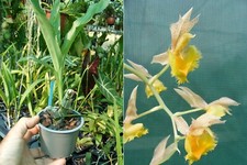 Catasetum fimbriatum orchidée d'occasion  Fumel