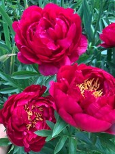 Peony plant root for sale  USA