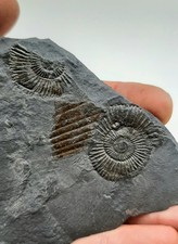 Bellissima lastra fossile usato  Minerbio