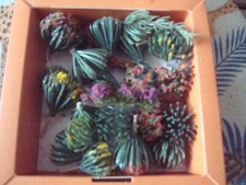 Verkaufe spur blumenbüsche gebraucht kaufen  Neuenrade