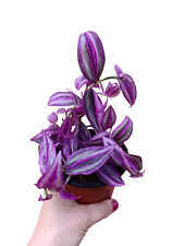 Tradescantia zebrina pink usato  Siracusa