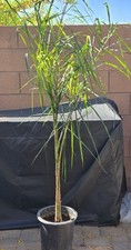 Queen palm tree for sale  Las Vegas