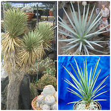 Semi yucca brevifolia usato  Nizza di Sicilia