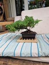 Juniper bonsai starter for sale  KINGSTON UPON THAMES