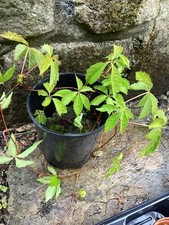 virginia creeper for sale virginia creeper for sale CLITHEROE