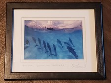 Beautiful dolphins jennifer for sale  Germantown