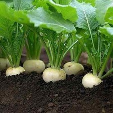 White egg turnip for sale  Deltona