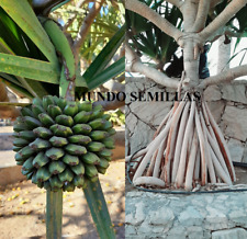 5 Semillas de Tornillo Pino Pandanus utilis comprar usado  Enviando para Brazil