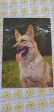 Hund schäferhund postkarte gebraucht kaufen  Cremlingen