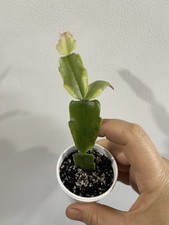 Christmas cactus variegated for sale  Brookfield