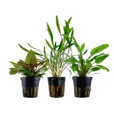 Cryptocoryne set pflanzen gebraucht kaufen  Worms
