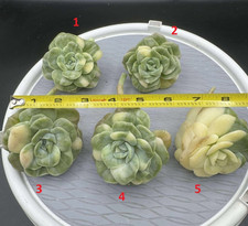 Imported live succulent for sale  San Jose