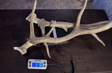 Vintage elk antlers for sale  Rayville