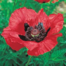 Oriental poppy beauty for sale  BELLSHILL