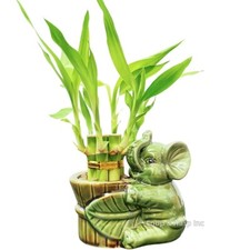 Stalk lucky bamboo for sale  La Puente