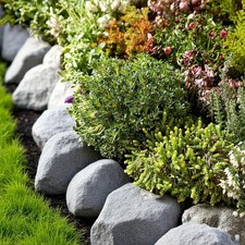 Alpine rockplant mix for sale  GLASGOW