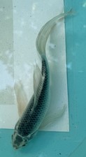 Black butterfly koi for sale  Salt Lake City