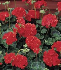 Organically grown geranium for sale  PLYMOUTH