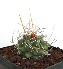 Thelocactus rinconensis ssp. usato  Napoli