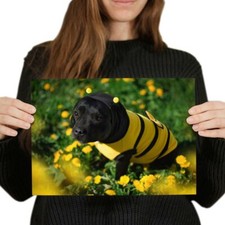 Bumble bee staffy for sale  SELBY