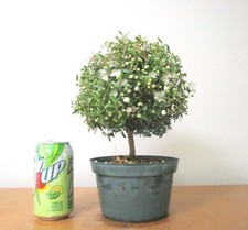 Dwarf myrtle blooming for sale  Garden Grove